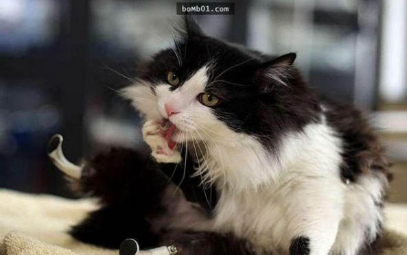 小猫可以吃猫草吗