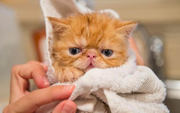 产后的猫咪应注意的事项有哪些