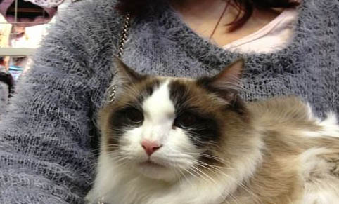 猫咪眼睛分泌物多的原因是什么