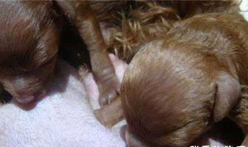 你知道狗狗掉胎毛需要多久吗？