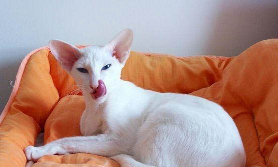 阿比西尼亚猫和东方短毛猫哪个好养