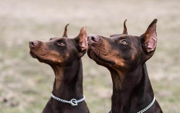 杜宾犬好的多少钱