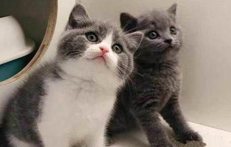 猫为什么会突然抱你手咬你是什么原因呢