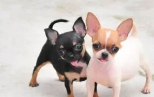 吉娃娃和小鹿犬哪个好养