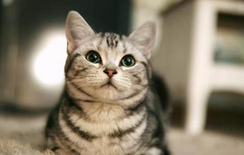 宠物猫会被传染新冠肺炎吗？