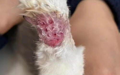 猫能吃牛肉干吗?