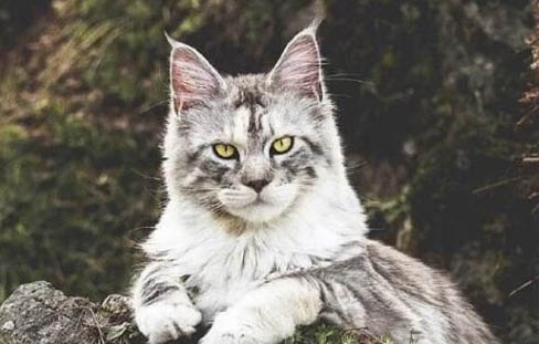 为什么欧洲缅甸猫总是蹭你还叫唤？