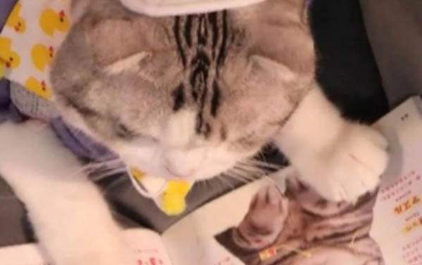 对猫过敏还想养猫怎么办?