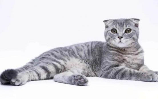 蓝眼睛的猫有哪些