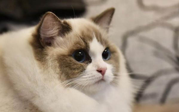 布偶猫注意事项