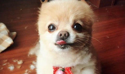 狗一只眼睛有脓状眼屎