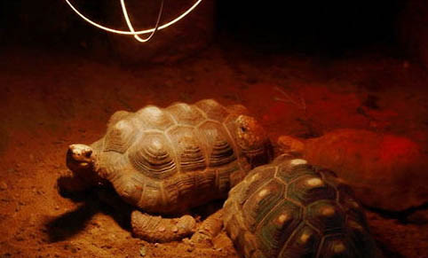 野生乌龟能在家里养吗