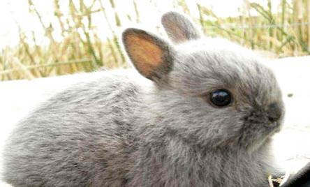 兔子可不可以直接涂碘伏？
