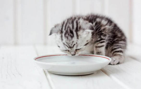 木天蓼棒对猫有危害么
