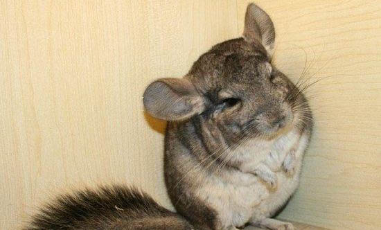 龙猫中暑多久会死掉
