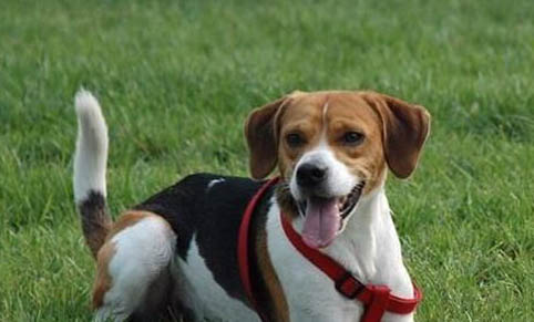 英国猎狐犬多大产仔