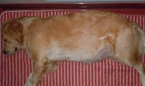 金毛犬多大可以配种?