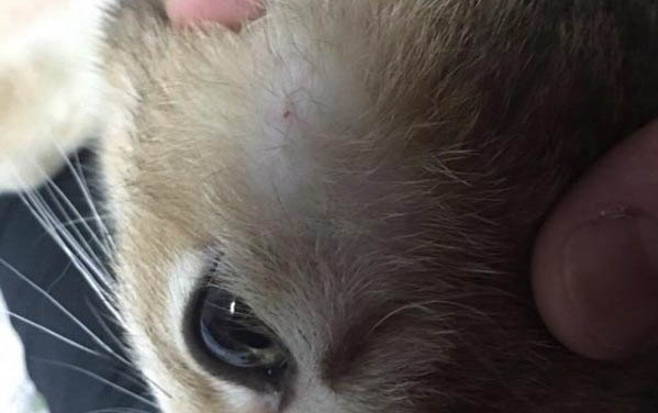 猫咪食欲不振体重减轻