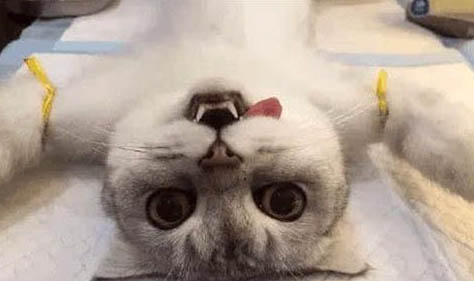 猫咪长虱子怎么样治疗最好