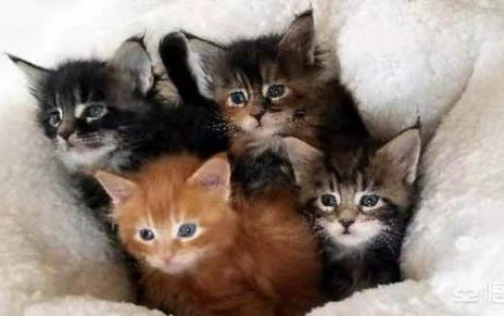 50天的小猫拉稀怎么办