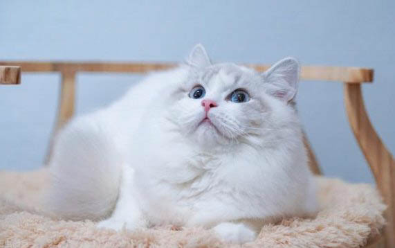 猫咪有一个眼睛总是流眼泪