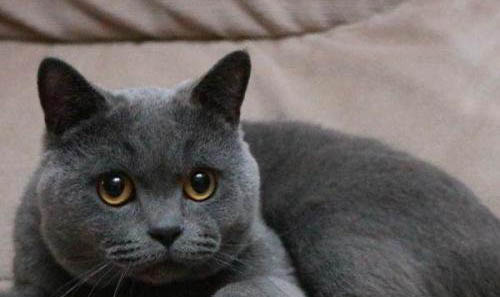 英短蓝猫长不胖的原因是什么