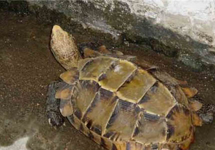 凹甲陆龟的养护方法