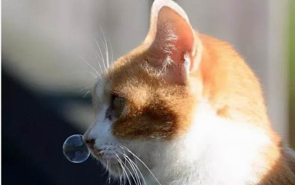 猫咪瞳孔的变化有哪些？