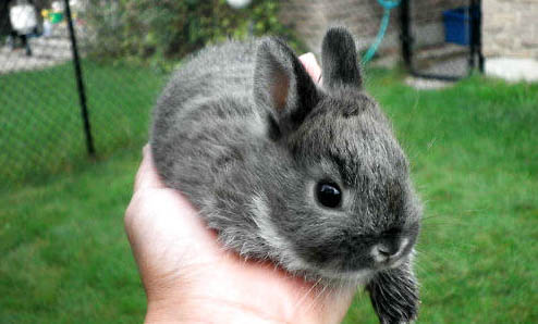 灰白道奇侏儒兔的饲养方法