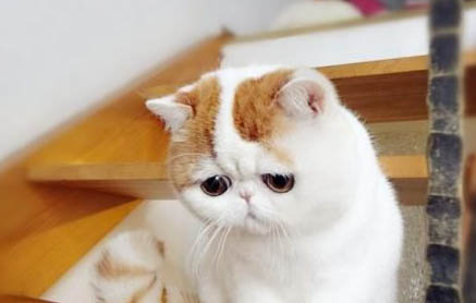 猫咪母鸡蹲会不会得了猫传腹