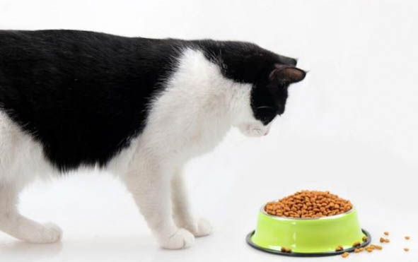 猫咪老是咬人是怎么回事