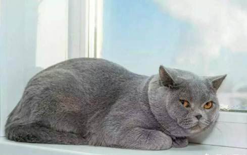 猫咪拉不出尿是咋回事