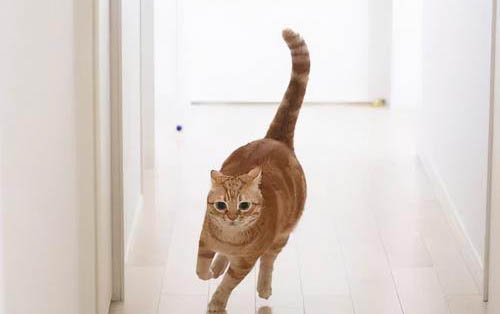 请问猫咪呕吐的原因及处理方法?