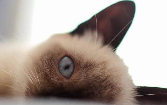 给小猫洗澡的注意事项