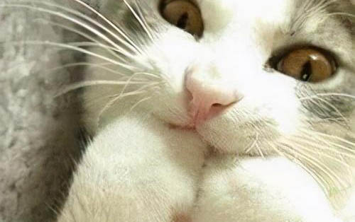 猫咪喝矿泉水会尿路结石吗