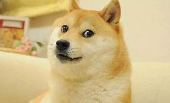 柴犬冬天可以室外养吗