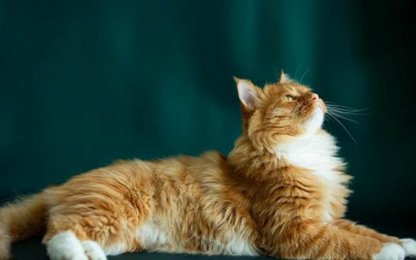 小猫几个月不粘人？