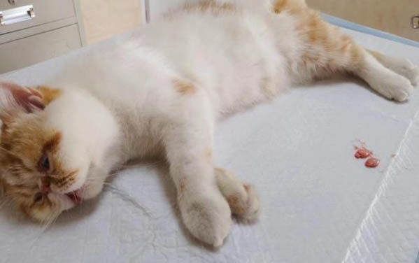 猫咪两天没拉屎正常吗?