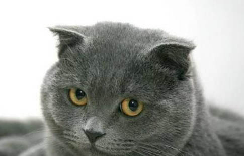 如何判断英短蓝猫发情