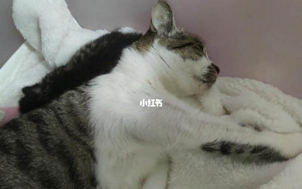 猫怀孕要多久，接生需要准备什么?