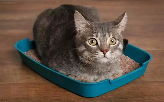 请问猫咪呕吐的原因及处理方法?