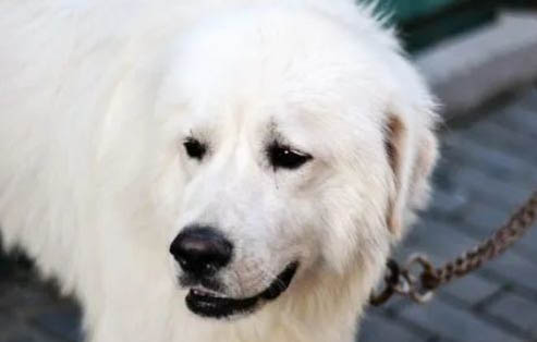 大白熊犬夏天多久洗澡一次啊