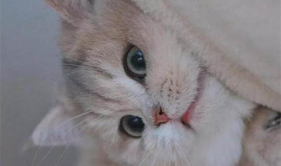 怎么判断猫有蜱虫呢