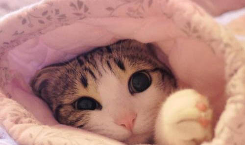 猫咪得了胰腺炎后不容易饿的原因以及处理方法