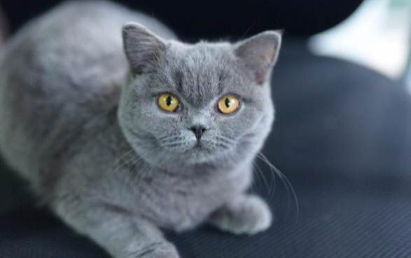 小猫打喷嚏眼睛流脓的原因