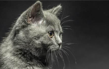 英短和布偶猫哪个好养