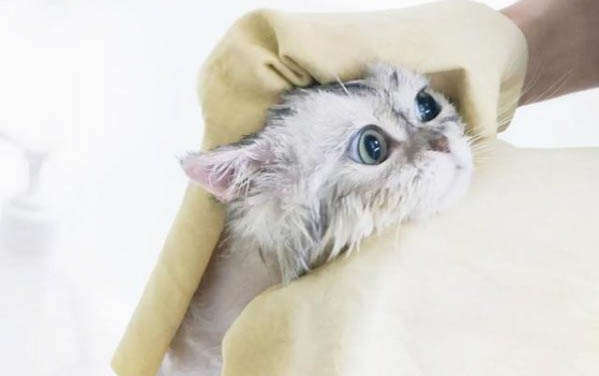 猫吃苍蝇会不会有事儿