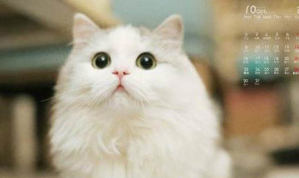 猫膀胱炎是什么原因引起的?