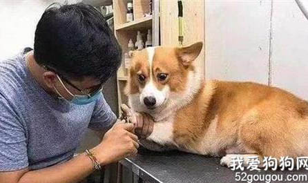 被小狗抓了一道红印需要打针吗,小狗打过疫苗