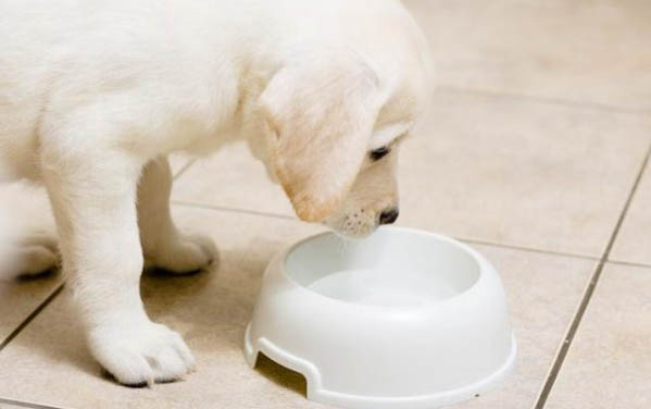 犬瘟热的症状有哪些?
